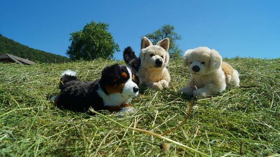 Kuscheltiere Plüschtiere